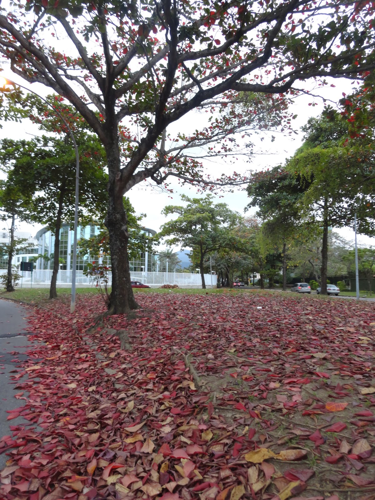 Little Wings Você sabia que o fruto da amendoeira da