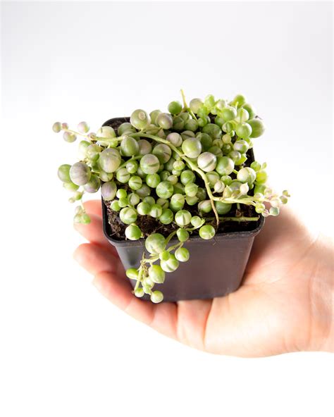 Comprar Colar De Perola Variegata Barato&nbsp;Preço